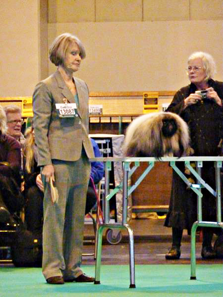 stripe crufts2.jpg